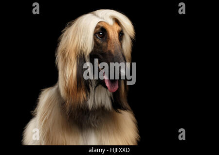 Kopfschuss der afghanische Windhund auf schwarz Stockfoto