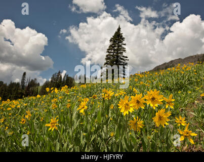 WYOMING - Balsamwurzel blühen in die offenen Wiesen in der Nähe von Dunraven Pass auf die Grand Loop Road im Yellowstone National Park. Stockfoto