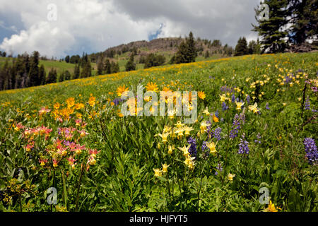 Bunte Anzeige von Wildblumen, zwei Farben der Akelei, Lupine und Balsamwurzel, auf einem offenen Hügel in Yellowstone National P. Stockfoto