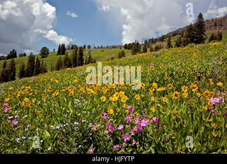 WYOMING - bunte Wildblumen, einschließlich Stick Geranie und Balsamwurzel am Hang in der Nähe von Dunraven Pass im Yellowstone Natl Park Stockfoto