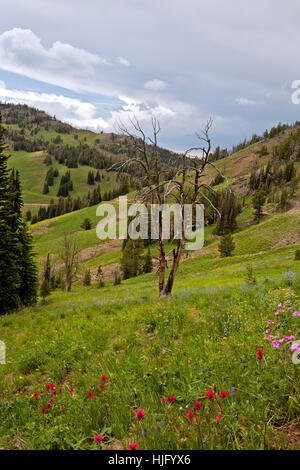 WYOMING - Lupine und klebrig Geranien blühen auf einer Wiese oberhalb Dunraven Pass auf Mt Washburn Trail im Yellowstone National Park. Stockfoto