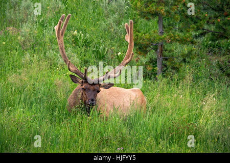 WY02152-00... WYOMING - Stier Elch ruht auf einer Wiese über den Grand Canyon des Yellowstone im Yellowstone National Park. Stockfoto