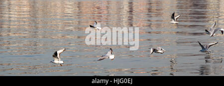 Möwen fliegen in den Himmel über das Meerwasser Stockfoto