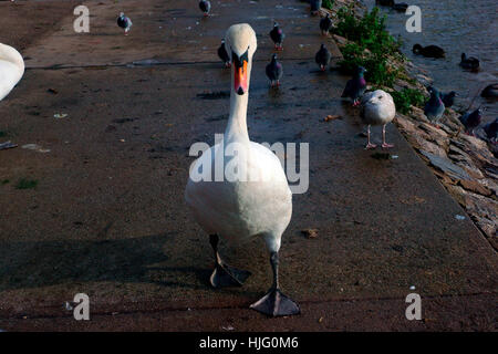 WEIßER SCHWAN AUF DEM VORMARSCH Stockfoto