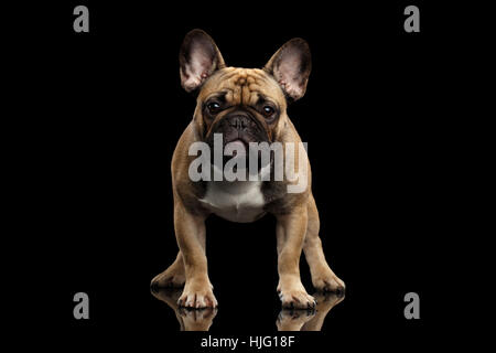 Französische Bulldogge isoliert auf schwarz Stockfoto