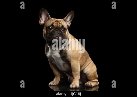 Französische Bulldogge isoliert auf schwarz Stockfoto