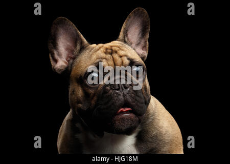Französische Bulldogge isoliert auf schwarz Stockfoto