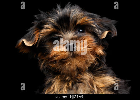 Close-up Portrait Yorkshire Terrier Welpe auf schwarz Stockfoto