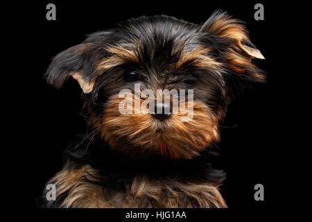 Close-up Portrait Yorkshire Terrier Welpe auf schwarz Stockfoto