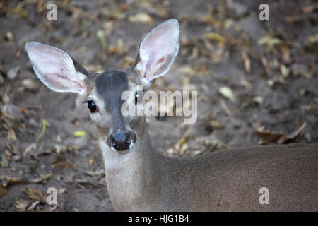 Weißwedelhirsche (Odocoileus virginianus) in Mexiko Stockfoto