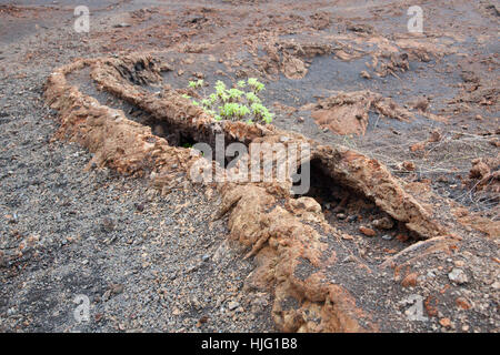 Lavaröhre, ein langer Kanal, in dem einst Lava unter die verhärtete Oberfläche floss, auf dem Vulkan Chico, dem Vulkan Sierra Negra auf den Galapagos-Inseln Stockfoto