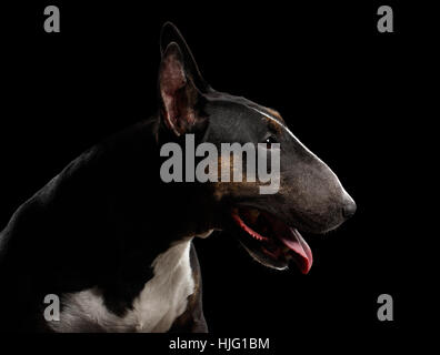 Bullterrier im Profil auf schwarzem Hintergrund isoliert Stockfoto
