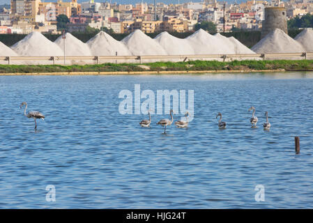 Flamingos in den Salinen, Trapani, Sizilien, Italien. Stockfoto