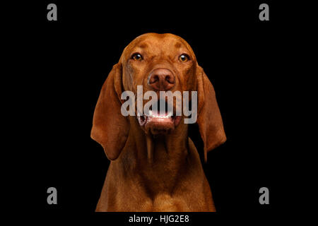 Porträt des Ungarischen Vizsla Hund auf schwarzem Hintergrund isoliert Stockfoto