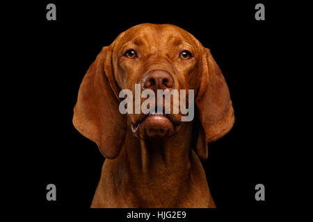 Porträt des Ungarischen Vizsla Hund auf schwarzem Hintergrund isoliert Stockfoto