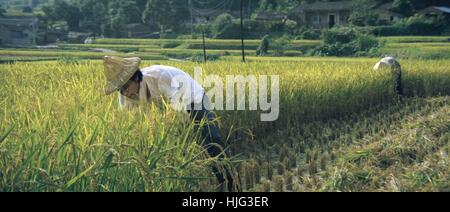 Grün grün Rasen von home Zai Na er pan Qing Cao Qing Jahr: 1982 Taiwan Direktor: Hsiao-Hsien Hou Kenny Bee Stockfoto