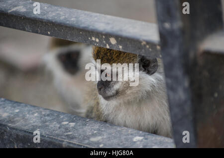 Zwei Affen Blick hinter den Bars von einem Zaun Stockfoto