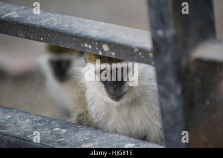 Zwei Vervet Affen Blick hinter den Bars von einem Zaun Stockfoto