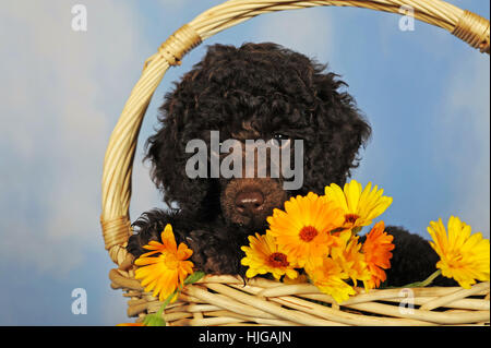 Miniatur Pudel, braun, Welpe, 10 Wochen, Männlich, im Korb mit Ringelblumen Stockfoto