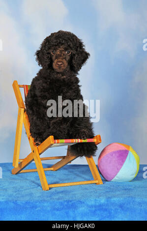 Miniatur Pudel, braun, Welpe, 10 Wochen, Männlich, im Liegestuhl sitzen Stockfoto