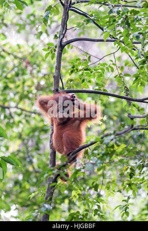 Juvenile Sumatra Orang-Utan (Pongo Abelii) im Regenwald, Sumatra, Indonesien Stockfoto