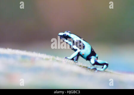 Grüne und schwarze Pfeilgiftfrosch (Dendrobates Auratus), Quepos, Provinz Puntarenas, Costa Rica Stockfoto