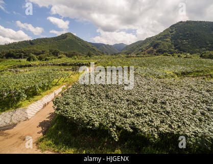 Luftaufnahme des Kyodogawa Schwemmfächer, Yamanashi-Präfektur, Japan Stockfoto