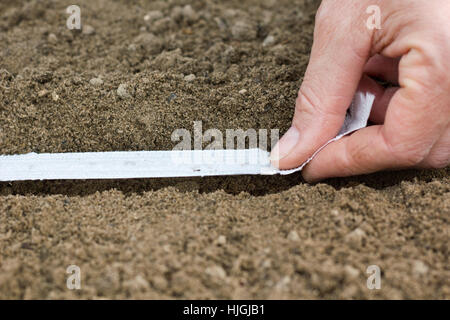 Hand, Hände, Frühling, Zeile, Sperma, Gärtner, Bett, Gartenarbeit, Aussaat, Saatgut, Sau, Stockfoto