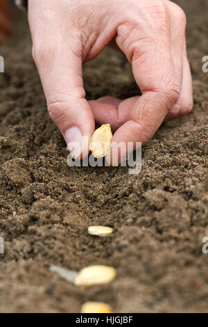 Hand, Hände, Frühling, Zeile, Sperma, Gärtner, Bett, Garten, Kürbis, Aussaaten, Stockfoto