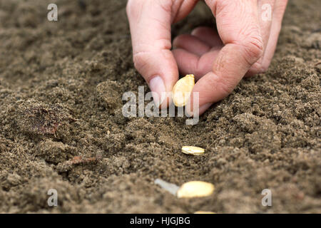 Hand, Hände, Frühling, Zeile, Sperma, Gärtner, Bett, Garten, Kürbis, Aussaaten, Stockfoto