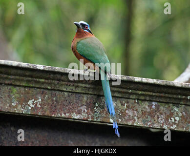 Blau gekrönter motmot Stockfoto