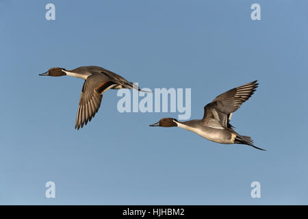 Pintail - Anas Acuta - männlich Stockfoto