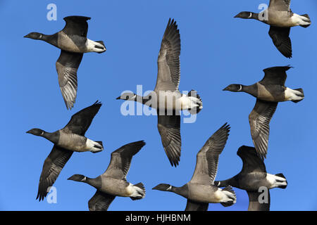 Brent Goose - Branta bernicla Stockfoto