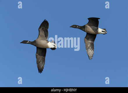 Brent Goose - Branta bernicla Stockfoto