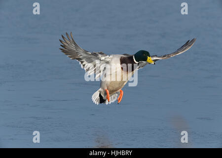 Stockente - Anas Platyrhynchos - Männlich Stockfoto