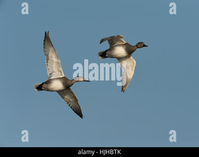 Gadwall - Anas strepera Stockfoto