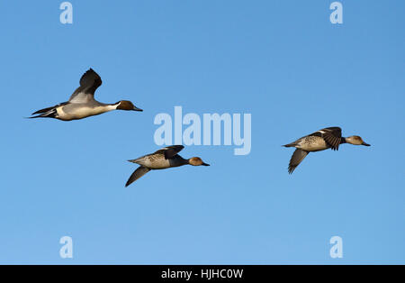 Pintail - Anas Acuta - Männchen und Weibchen Stockfoto