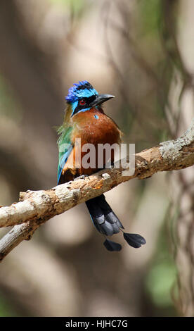 Karibik, Karibik, Sgeracke, blau gekrönten Motmot, Momotus Momota, trinidad Stockfoto