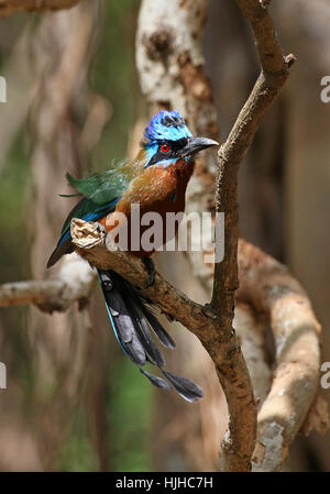 Karibik, Karibik, Sgeracke, blau gekrönten Motmot, Momotus Momota, trinidad Stockfoto