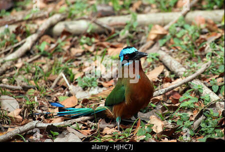 Karibik, Karibik, Sgeracke, blau gekrönten Motmot, Momotus Momota, trinidad Stockfoto