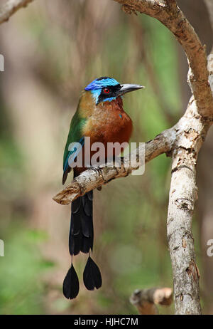 Karibik, Karibik, Sgeracke, blau gekrönten Motmot, Momotus Momota, trinidad Stockfoto