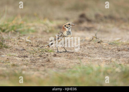 Lappland Bunting (Calcarius Lapponicus), einen knappen Winter Besucher an der britischen Küste Stockfoto