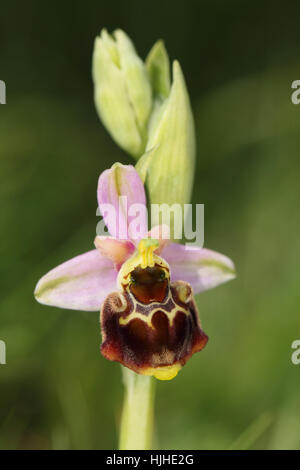 Späten Spider Orchid (Ophrys Fuciflora), eine seltene Pflanze mit einer einzigen Blume, das Burgund, rosa und gelb, auf der Küste von Kent Stockfoto