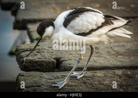 Pied Avocet Stockfoto