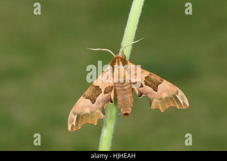 Lime Hawk-Moth (Mimas Tiliae) - die ungewöhnliche braune Variante thront auf einem Stiel vor einem grünen Hintergrund in einem vorstädtischen Garten Stockfoto