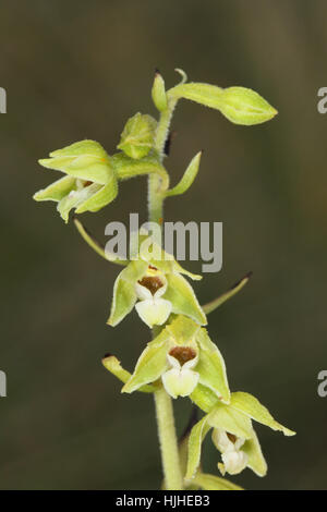 Lindisfarne Helleborine (Epipactis Sancta), eine sehr seltene Orchidee, die nur auf Holy Island, Northumberland, UK Stockfoto