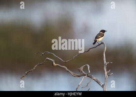 Sibirische Schwarzkehlchen oder asiatischen Schwarzkehlchen (männlich) Saxicola maurus Stockfoto