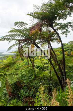 Blick von der Alexandra-Suche im Daintree, Queensland Australien Stockfoto