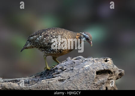 Scaly-breasted Partridge, Arborophila Chloropus Peninsularis, Kaeng Krachan National Park, Thailand. AKA Brüsten schuppige Hill Partridge, grün-legge Stockfoto