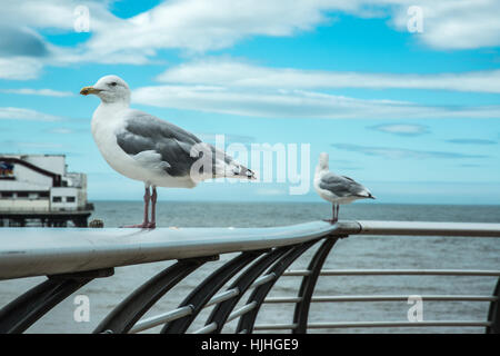 Möwen auf dem Geländer Blackpool England Ray Boswell Stockfoto
